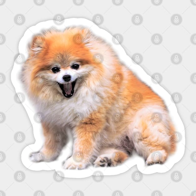 Cute Laughing Pomeranian Dog Sticker by walkswithnature